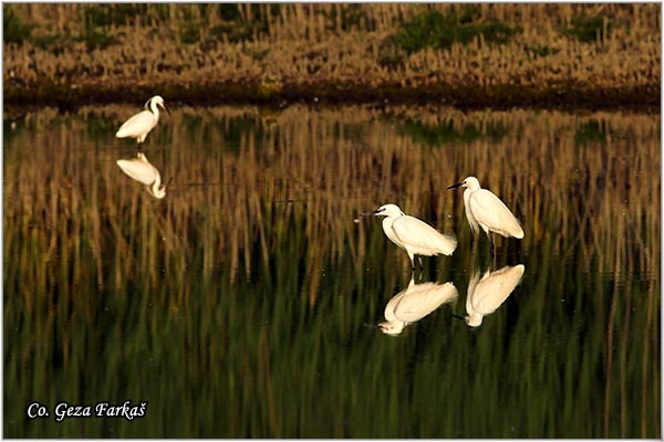 362_little_egret.jpg - Little Egret,  Egretta garzetta,  Mala bela èaplja, Mesto - Location: Futog, Vojvodina, Serbia