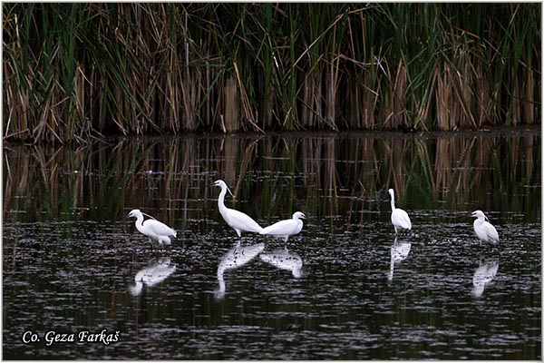 363_little_egret.jpg - Little Egret,  Egretta garzetta,  Mala bela èaplja, Mesto - Location: Koviljski rit, Vojvodina, Serbia