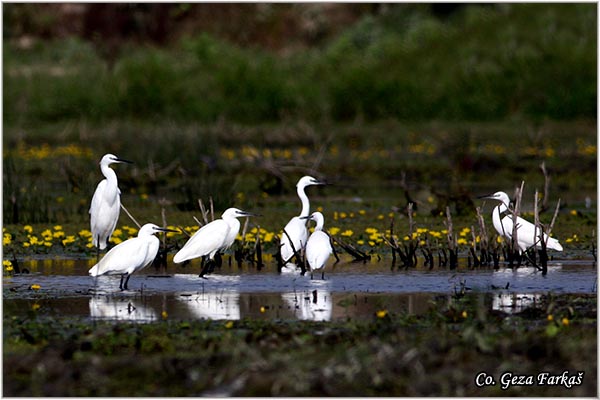 364_little_egret.jpg - Little Egret,  Egretta garzetta,  Mala bela èaplja, Mesto - Location: Koviljski rit, Vojvodina, Serbia