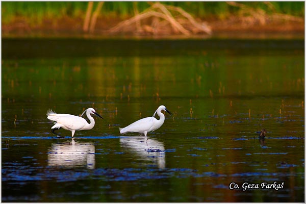 365_little_egret.jpg - Little Egret,  Egretta garzetta,  Mala bela caplja, Mesto - Location: Novi Sad, Vojvodina, Serbia