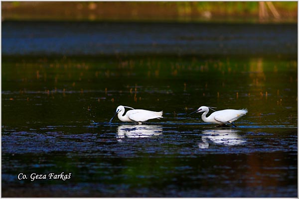 366_little_egret.jpg - Little Egret,  Egretta garzetta,  Mala bela caplja, Mesto - Location: Novi Sad, Vojvodina, Serbia