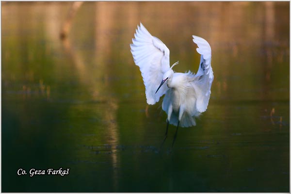 367_little_egret.jpg - Little Egret,  Egretta garzetta,  Mala bela caplja, Mesto - Location: Novi Sad, Vojvodina, Serbia