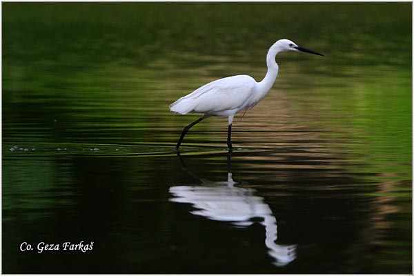 368_little_egret.jpg - Little Egret, Egretta garzetta,  Mala bela caplja, Mesto - Location: Gornje podunavlje, Vojvodina, Serbia