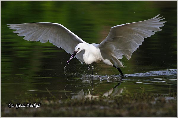 369_little_egret.jpg - Little Egret, Egretta garzetta,  Mala bela caplja, Mesto - Location: Gornje podunavlje, Vojvodina, Serbia