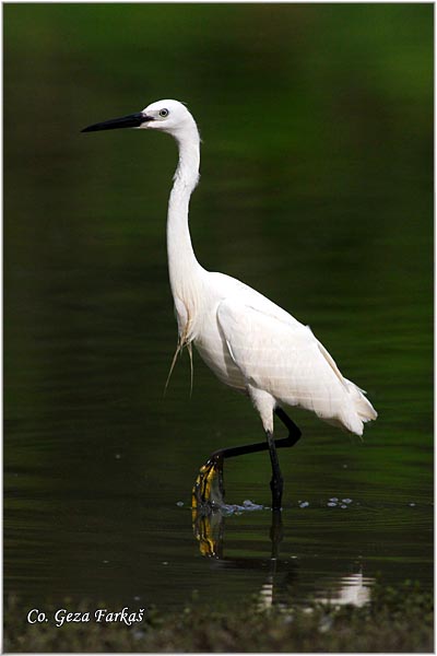 370_little_egret.jpg - Little Egret, Egretta garzetta,  Mala bela caplja, Mesto - Location: Gornje podunavlje, Vojvodina, Serbia