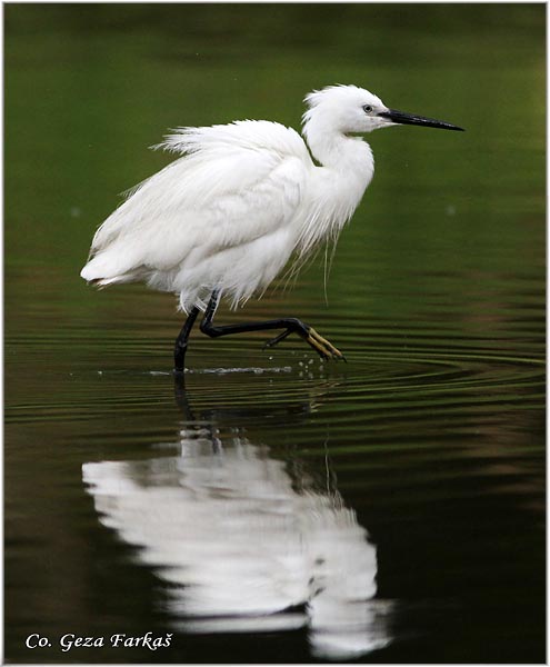 371_little_egret.jpg - Little Egret, Egretta garzetta,  Mala bela caplja, Mesto - Location: Gornje podunavlje, Vojvodina, Serbia