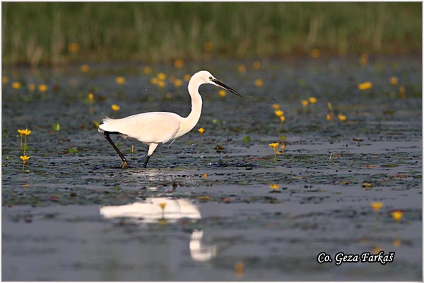 372_little_egret.jpg - Little Egret,  Egretta garzetta,  Mala bela caplja, Mesto - Location: Koviljski rit, Vojvodina, Serbia