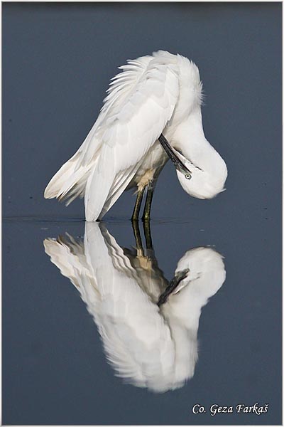 373_little_egret.jpg - Little Egret,  Egretta garzetta,  Mala bela caplja, Mesto - Location: Koviljski rit, Vojvodina, Serbia