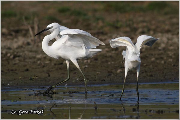 374_little_egret.jpg - Little Egret,  Egretta garzetta,  Mala bela caplja, Mesto - Location: Koviljski rit, Vojvodina, Serbia