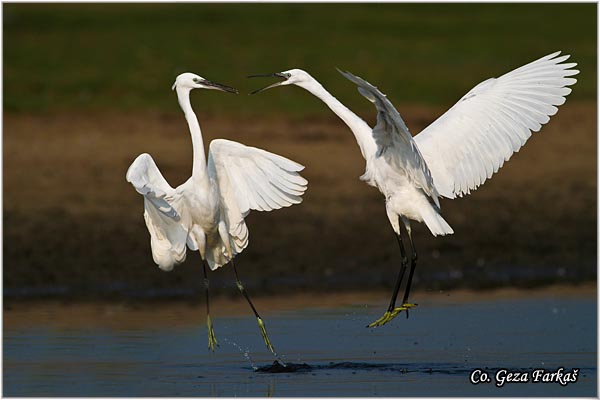 375_little_egret.jpg - Little Egret,  Egretta garzetta,  Mala bela caplja, Mesto - Location: Koviljski rit, Vojvodina, Serbia