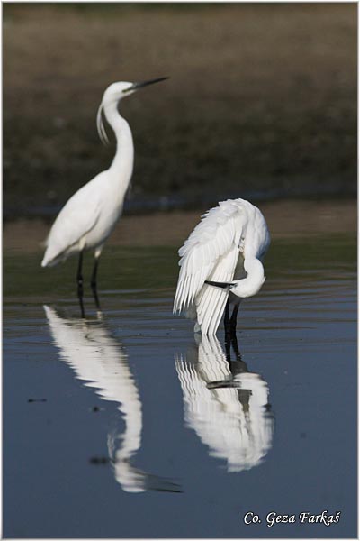 376_little_egret.jpg - Little Egret,  Egretta garzetta,  Mala bela caplja, Mesto - Location: Koviljski rit, Vojvodina, Serbia