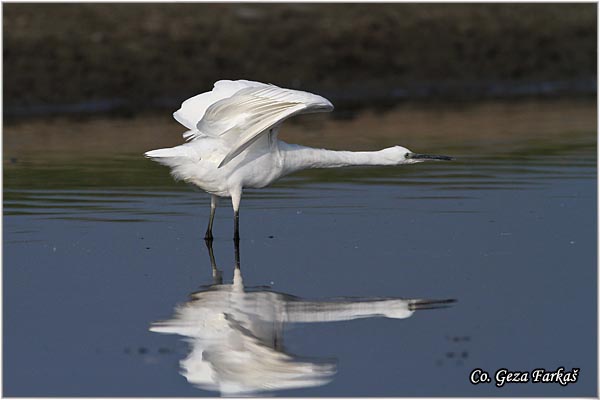 377_little_egret.jpg - Little Egret,  Egretta garzetta,  Mala bela caplja, Mesto - Location: Koviljski rit, Vojvodina, Serbia