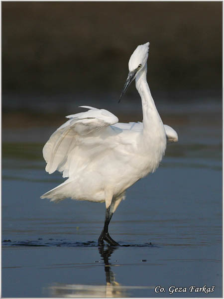 378_little_egret.jpg - Little Egret,  Egretta garzetta,  Mala bela èaplja, Mesto - Location: Koviljski rit, Vojvodina, Serbia