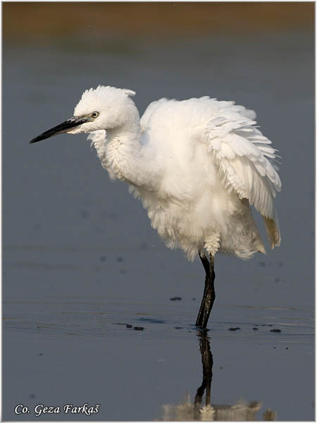 379_little_egret.jpg - Little Egret,  Egretta garzetta,  Mala bela èaplja, Mesto - Location: Koviljski rit, Vojvodina, Serbia