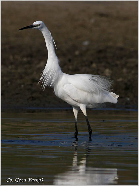 380_little_egret.jpg - Little Egret,  Egretta garzetta,  Mala bela èaplja, Mesto - Location: Koviljski rit, Vojvodina, Serbia