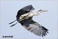 001_grey_heron