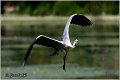 004_grey_heron