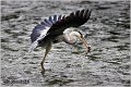 005_grey_heron