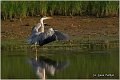 008_grey_heron