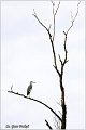 011_grey_heron