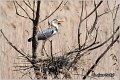 012_grey_heron