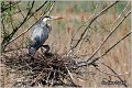 013_grey_heron