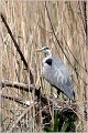 014_grey_heron