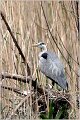 014_grey_heron