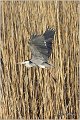 021_grey_heron
