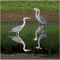 024_grey_heron