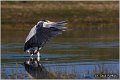 039_grey_heron