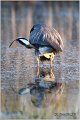 041_grey_heron