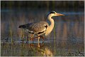 042_grey_heron