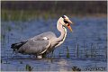 049_grey_heron