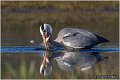 050_grey_heron