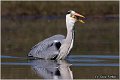 053_grey_heron