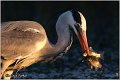 054_grey_heron