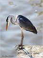 057_grey_heron