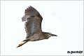 081_night_heron