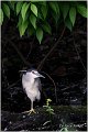 084_night_heron