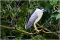 089_night_heron