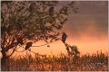 091_night_heron