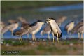 092_night_heron