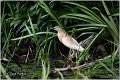 100_squacco_heron