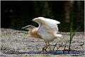 102_squacco_heron