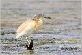 103_squacco_heron