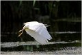 104_squacco_heron