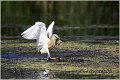 107_squacco_heron