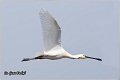 120_spoonbill