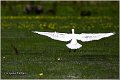 122_spoonbill